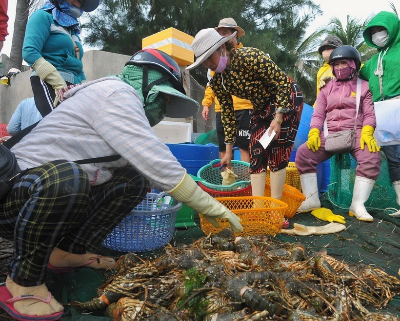 Thương lái phân loại tôm hùm chết để thu mua. (Ảnh: Xuân Triệu/TTXVN)