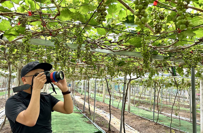 Khách du lịch thích thú chụp hình check in tại vườn nho Thảo Nguyên, tỉnh An Giang. (Ảnh: Thanh Sang/TTXVN)