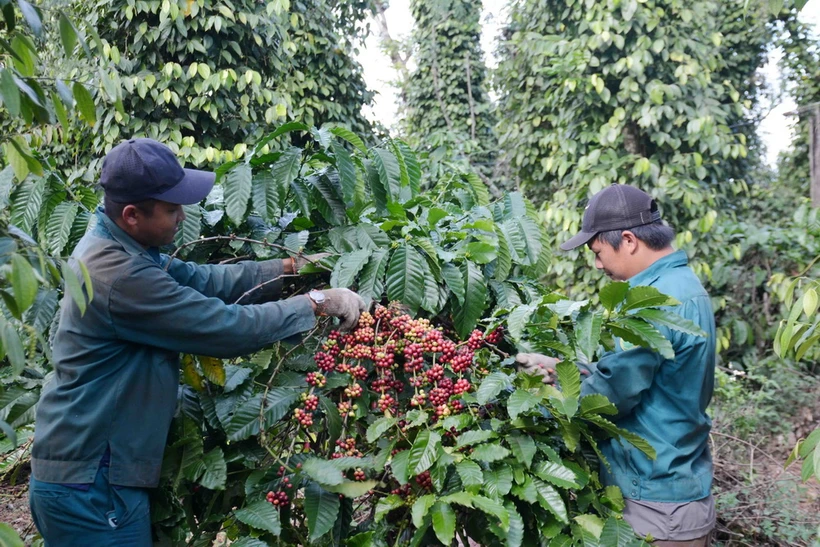 Nông dân tỉnh Đắk Lắk thu hoạch càphê niên vụ 2023-2024. (Ảnh: Hoài Thu/TTXVN)