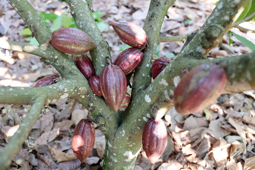 Tỉnh Đắk Lắk hiện có khoảng 1.140ha trồng cacao. (Ảnh: Hoài Thu/TTXVN)
