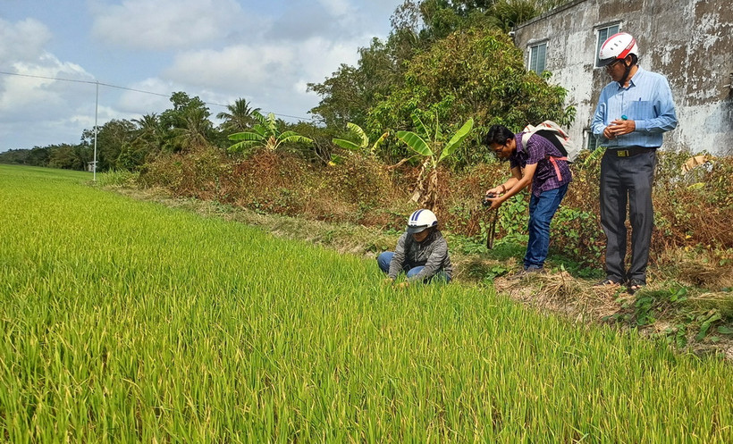 Trên 29.000ha lúa ở ĐBSCL có nguy cơ bị ảnh hưởng bởi xâm nhập mặn