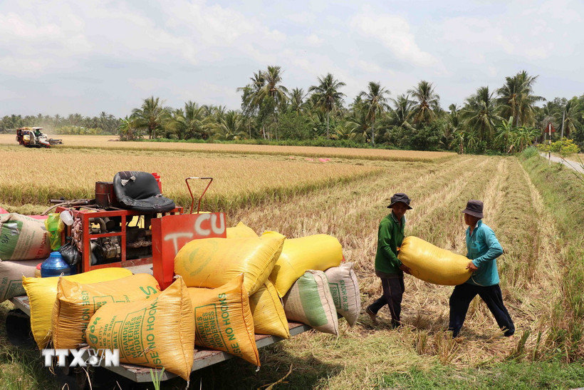 Nông dân xã Thanh Mỹ, huyện Châu Thành, tỉnh Trà Vinh, thu hoạch lúa. (Ảnh: Thanh Hòa/TTXVN)
