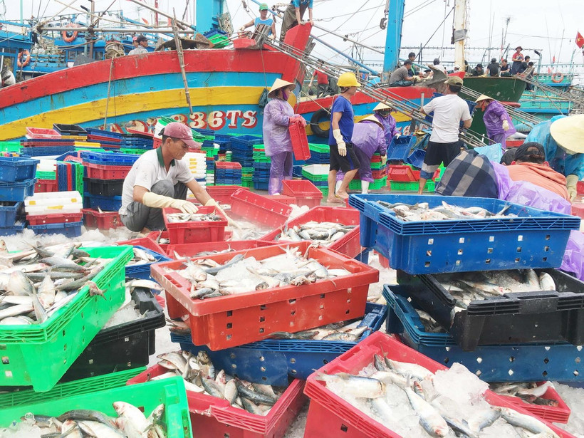 Hàng trăm tàu cá công suất lớn cập cảng Lạch Quèn ở xã Quỳnh Thuận, huyện Quỳnh Lưu, tỉnh Nghệ An, để trú bão và bán hải sản. (Ảnh: Nguyễn Oanh/TTXVN)