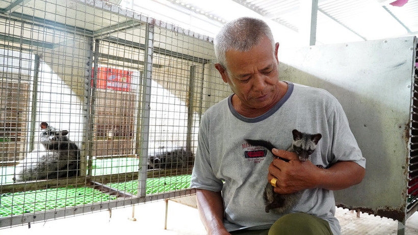 Ông Thạch Minh và những con chồn hương do ông chăm nuôi. (Ảnh: Văn Sĩ/TTXVN)