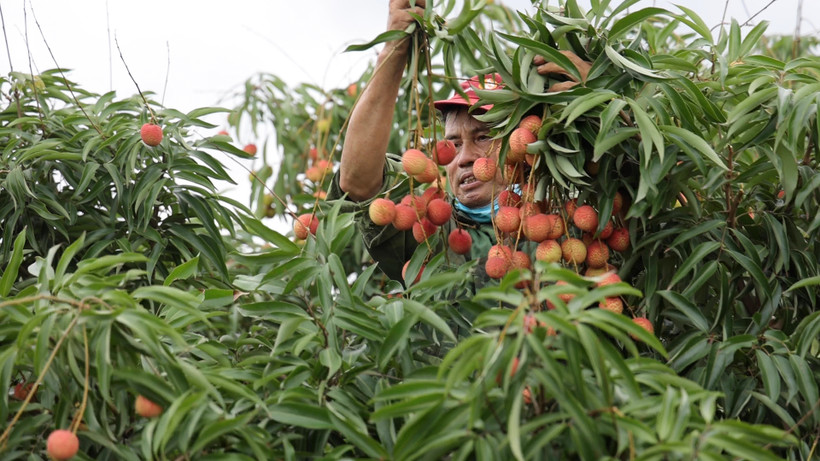 Ông Bùi Văn Thắng thu hoạch vải (Ảnh: Lâm Phan/Vietnam+)