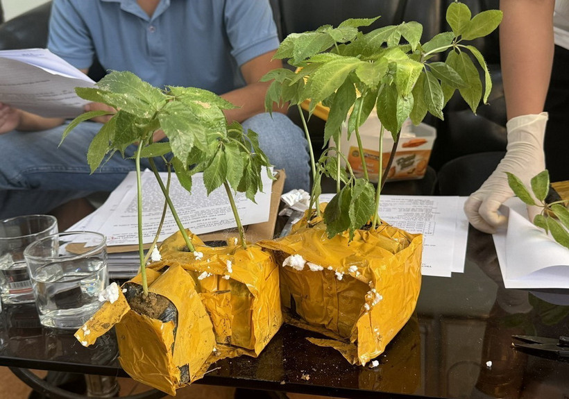 Cây sâm Ngọc Linh giả được đối tượng L.V.C rao bán trên mạng xã hội. (Ảnh: TTXVN phát)