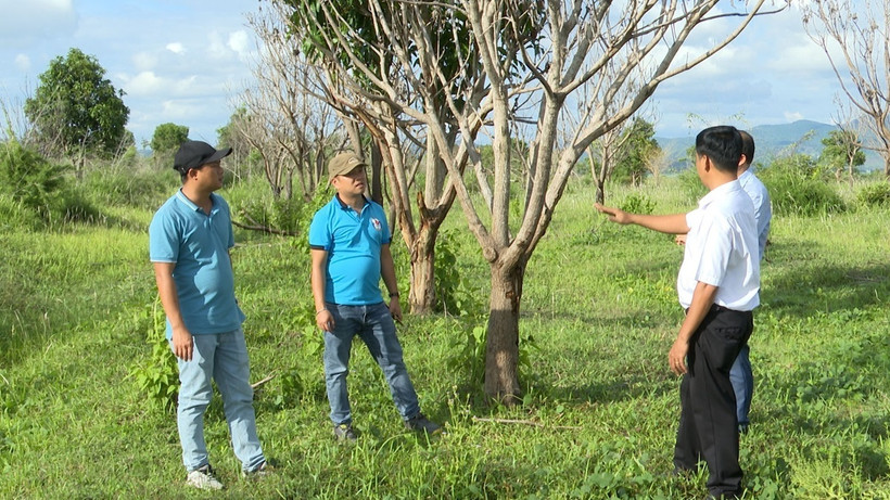 Những diện tích cao su chuyển đổi sang cây ăn quả kém hiệu quả của Công ty Cổ phần Hoàng Anh Gia Lai thuê đất trồng tại xã Pờ Tó, huyện Ia Pa, tỉnh Gia Lai. (Ảnh: Hoài Nam/TTXVN)