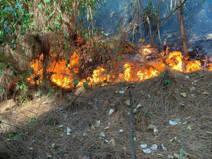 Quảng Bình: Chưa thể dập tắt cháy rừng bạch đàn