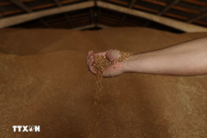 Lúa mỳ được trữ tại kho trong nông trại ở gần Izmail, Ukraine. (Ảnh: AFP/TTXVN)