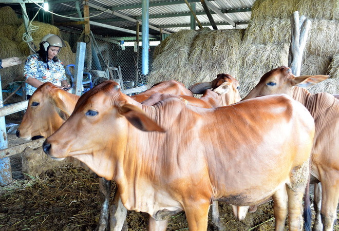 Đàn bò vỗ béo từ giống bê lai Brahman và bê lai BBB tại huyện Thuận Bắc, tỉnh Ninh Thuận. (Ảnh: Công Thử/TTXVN)