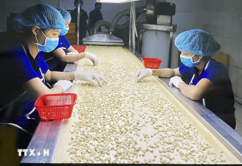 Chế biến điều xuất khẩu. (Nguồn: TTXVN)