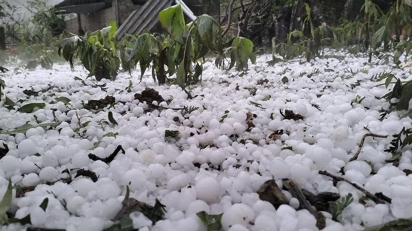 Mưa đá làm hư hại cây cối hoa màu của bà con 2 xã Hang Kia và Pà Cò, tỉnh Hòa Bình. (Ảnh: TTXVN phát)