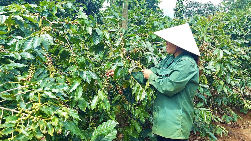 Người dân xã Hướng Phùng, huyện Hướng Hóa, tỉnh Quảng Trị, thu hoạch càphê Arabica. (Ảnh: Nguyên Linh/TTXVN)