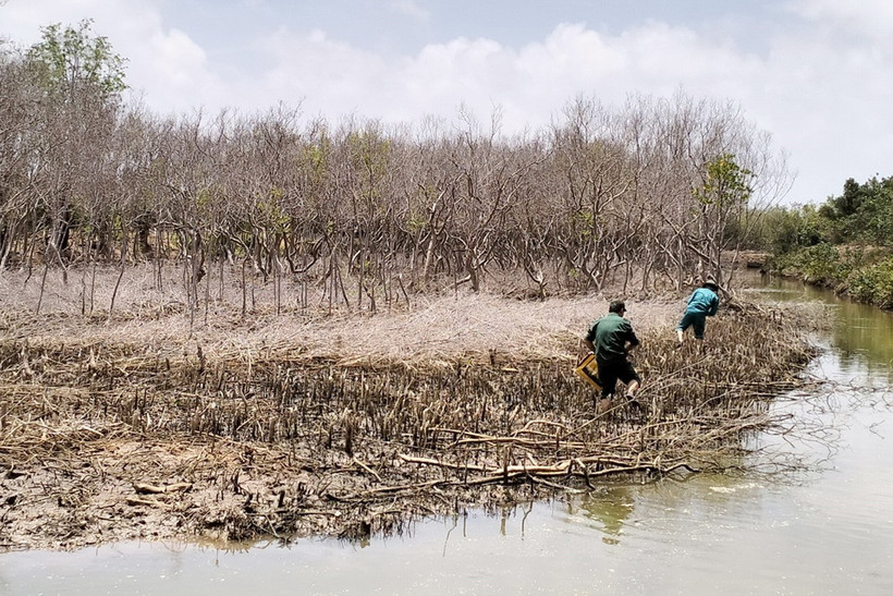 Hộ dân vi phạm tiến hành trồng lại rừng bằng loài cây ở vùng ngập mặn trước sự chứng kiến, giám sát của đoàn công tác và chính quyền địa phương. (Ảnh: Chanh Đa/TTXVN)