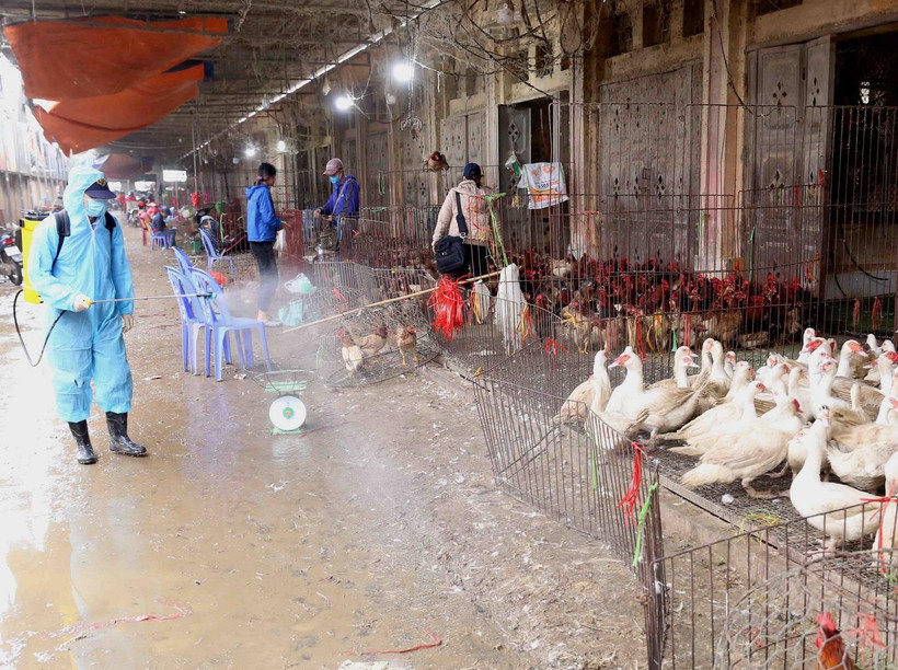 Nhân viên thú y phun hóa chất tiêu độc khử trùng tại các kiốt kinh doanh gia cầm trong chợ đầu mối gia cầm Hà Vĩ. (Ảnh: Vũ Sinh/TTXVN)