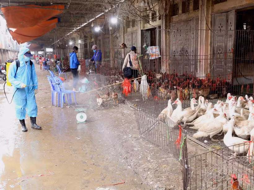 Nhân viên thú y phun hóa chất tiêu độc khử trùng tại các kiốt kinh doanh gia cầm trong chợ đầu mối gia cầm Hà Vĩ. (Ảnh: Vũ Sinh/TTXVN)
