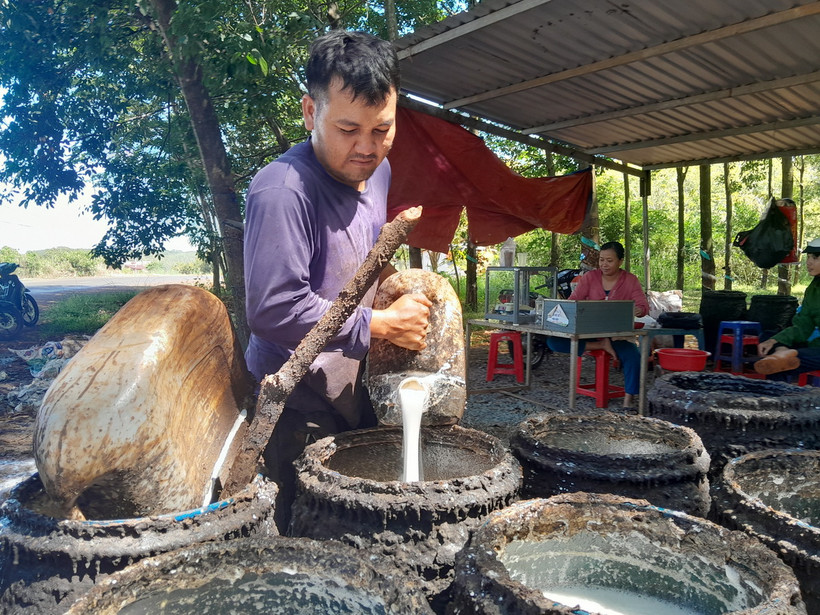 Giá thu mua mủ liên tục tăng khoảng 100 đồng/độ khiến nhà nông phấn khởi. (Ảnh: K GỬIH/TTXVN)