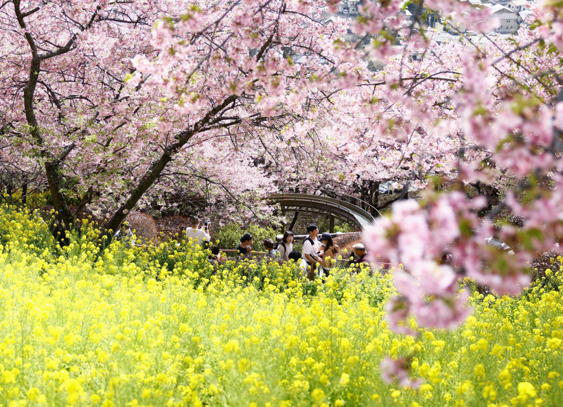 Hoa anh đào nở rộ tại tỉnh Kanagawa, Nhật Bản. (Ảnh: Kyodo/TTXVN)