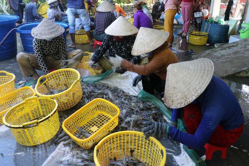 Thu hoạch tôm càng xanh ở xã Phong Đông, huyện Vĩnh Thuận (Kiên Giang). (Ảnh: Lê Huy Hải/TTXVN)
