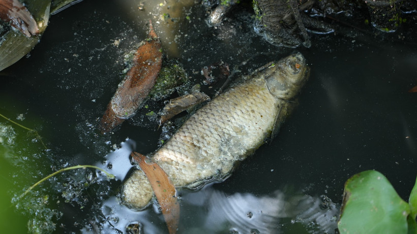 Ảnh minh họa. (Ảnh: Minh Phú/TTXVN)