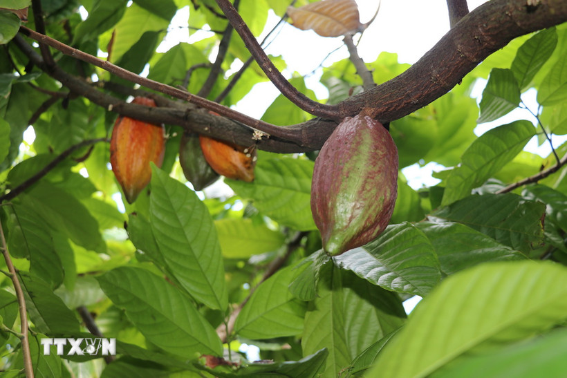 Ca cao. (Nguồn: TTXVN)