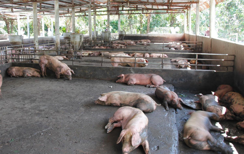 Số heo bị bệnh còn lại tại chuồng nuôi chờ tiêu hủy. (Ảnh: Hồng Thái/TTXVN)