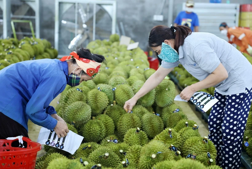 Công nhân dán tem sầu riêng để phục vụ cho công tác xuất khẩu. (Ảnh: Hoài Thu/TTXVN)