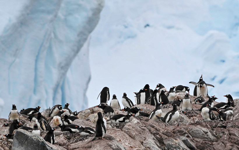 Chim cánh cụt trên Vịnh Paradise ở Eo biển Gerlache, Nam Cực. (Ảnh: AFP/TTXVN)