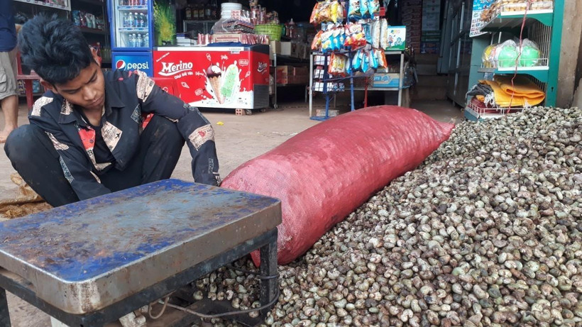 Thu mua điều thô tại Bình Phước (Ảnh: TTXVN phát) 