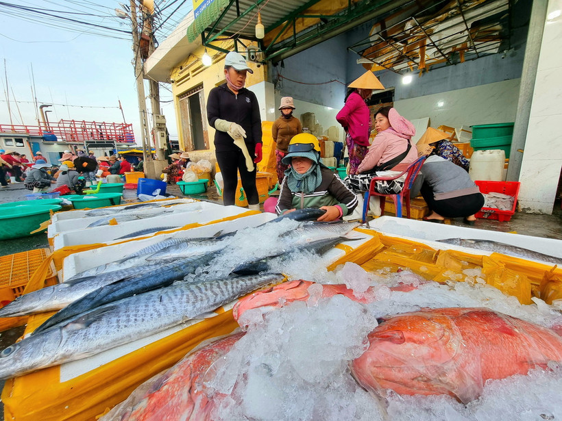 Các loại cá biển được bày bán tại cảng cá Đông Hải, thành phố Phan Rang-Tháp Chàm, tỉnh Ninh Thuận. (Ảnh: Nguyễn Thành/TTXVN)