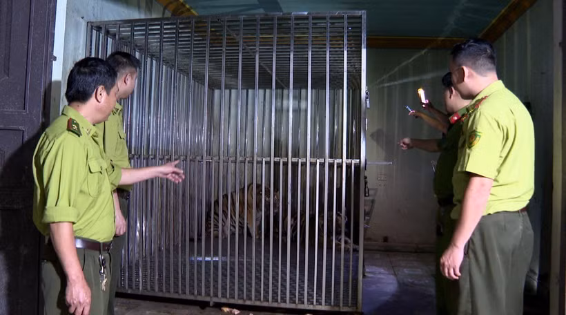 Cơ quan chức năng kiểm tra, phát hiện 2 cá thể hổ bị đối tượng Công nuôi nhốt trái phép. (Ảnh: TTXVN phát)