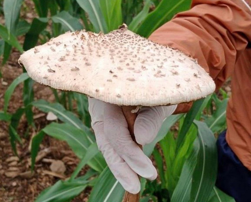 Hà Giang: Tám người trong một gia đình nhập viện nghi ăn nấm độc