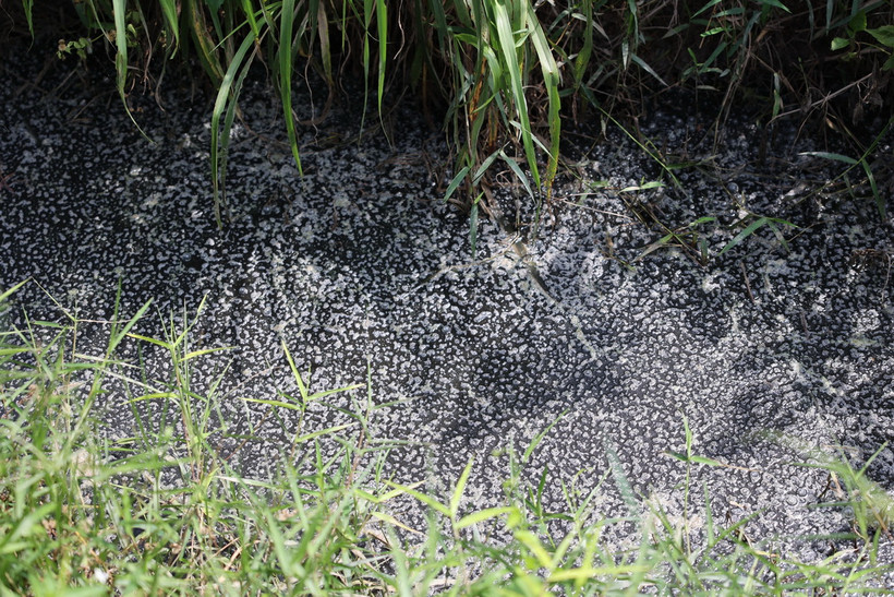 Ảnh minh họa. (Ảnh: Thanh Tân/TTXVN)