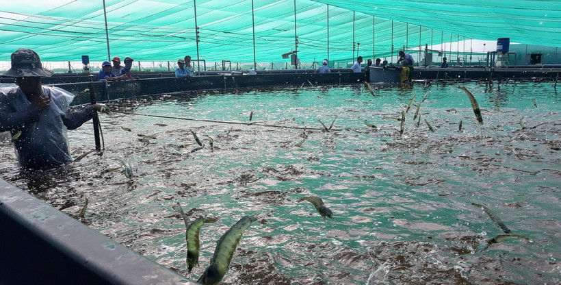 Thu hoạch tôm thẻ chân trắng. (Ảnh: TTXVN phát)