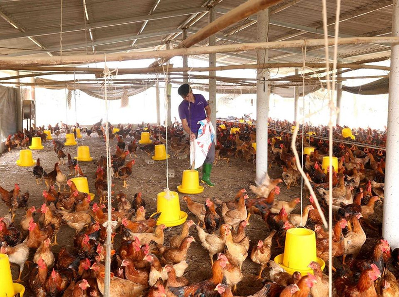 Chăn nuôi gà tập trung. (Ảnh: Vũ Sinh/TTXVN) 