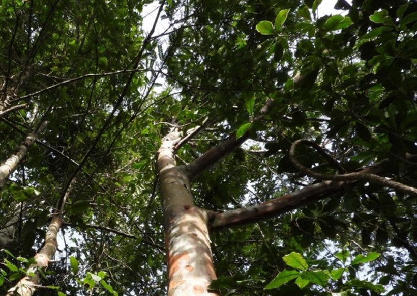 Cây đỉnh tùng (Cephalotaxus mannii Hook. f.) tại Khu Bảo tồn thiên nhiên Pù Luông, tỉnh Thanh Hóa. (Ảnh: TTXVN phát)