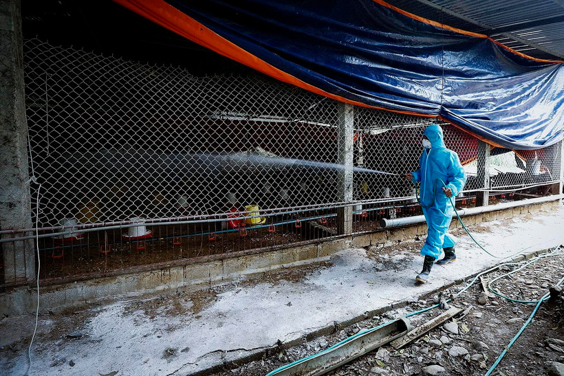 Nhân viên thú y tiến hành phun thuốc khử trùng chuồng nuôi khi ổ dịch cúm gia cầm A/H5N6. (Ảnh: Trọng Đạt/TTXVN)