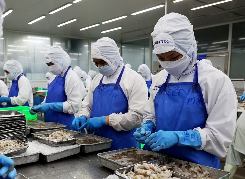 Sơ chế tôm xuất khẩu. (Ảnh: Hồng Đạt/TTXVN)