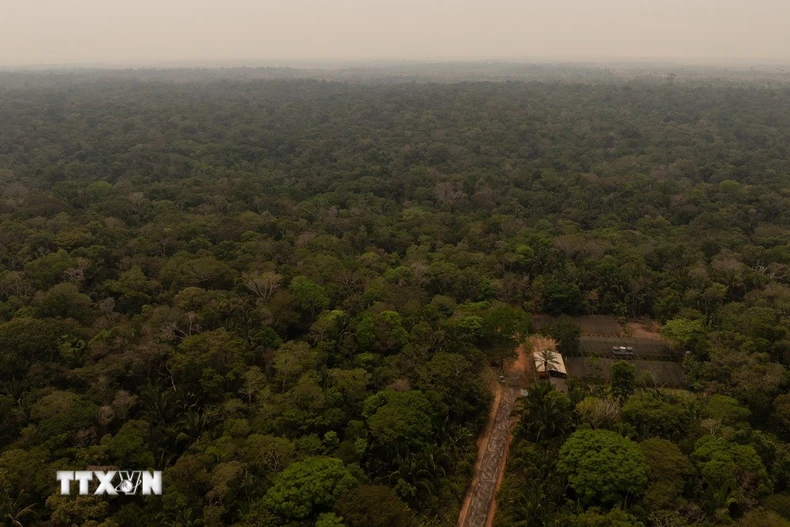 Quang cảnh rừng Amazon tại Porto Velho, bang Rondonia, Brazil. (Ảnh: THX/TTXVN)