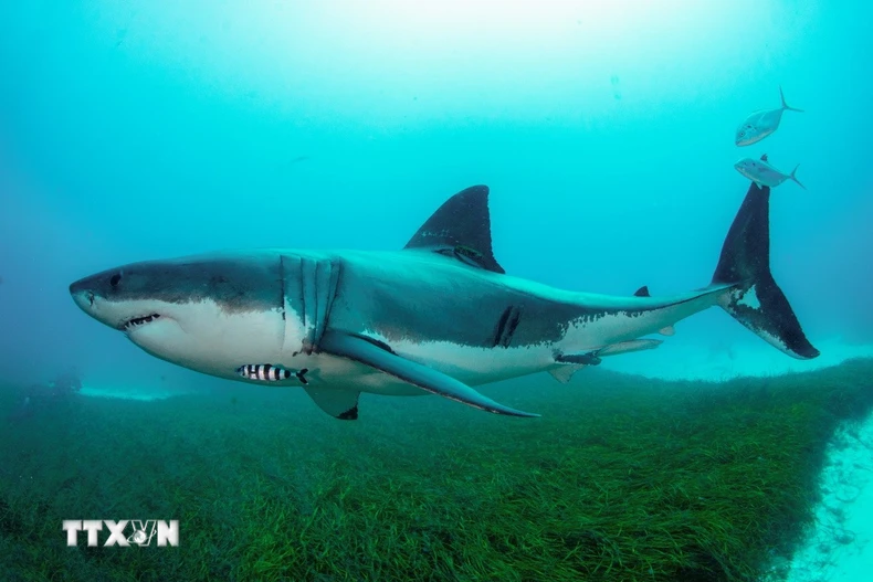 Cá mập trắng. (Ảnh: THX/TTXVN)