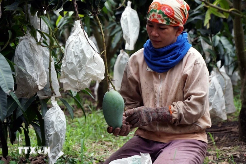Giá xoài Đài Loan đang thấp kỷ lục và theo tính toán của nông dân thì tiền bán xoài chưa đủ để trả tiền mua túi bọc. (Ảnh: Hưng Thịnh/TTXVN)