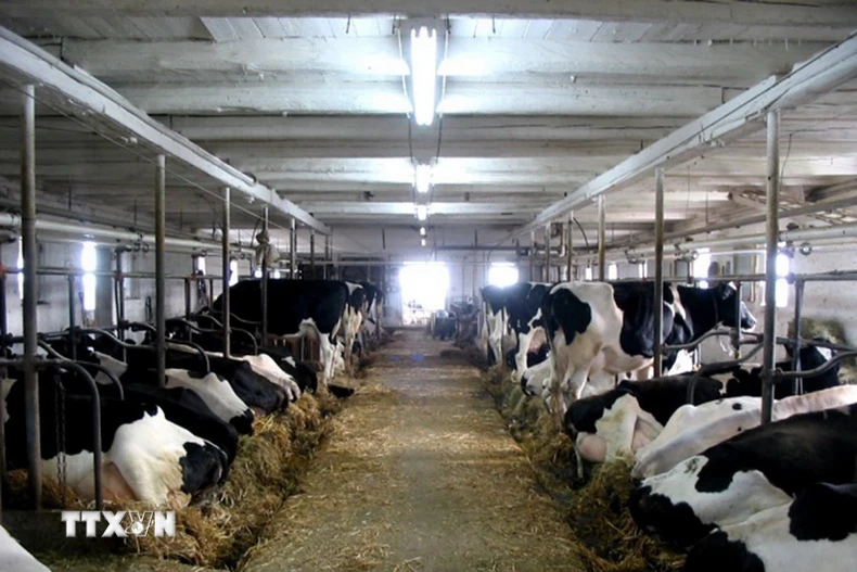 Trang trại nuôi bò sữa ở Canada. (Ảnh: Dairy farmers of Canada/TTXVN)