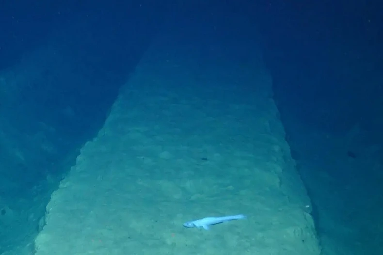 Số lượng nhiều loài động vật đã giảm đáng kể trong các rãnh khai thác khoáng sản dưới đáy biển sâu. (Ảnh: Đại học Heriot-Watt)