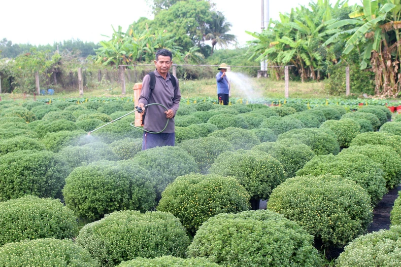 Chủ vườn ở xã Hồng Sơn (Lâm Đồng) chăm sóc hoa Tết. (Ảnh: Hồng Hiếu/TTXVN)