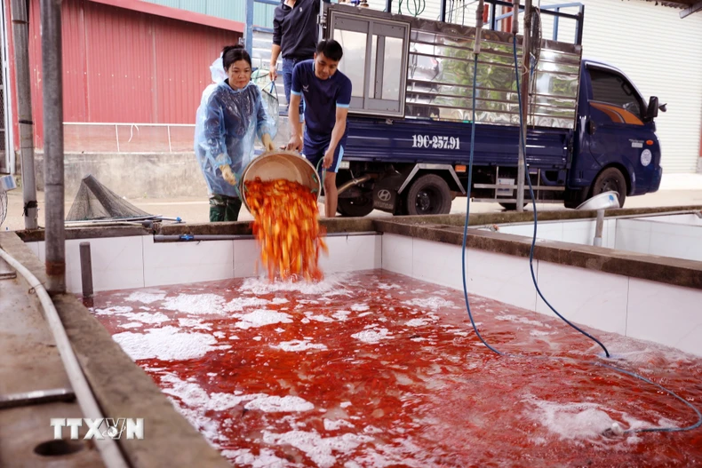 Khu vực bể chứa cá chép đỏ tại làng Thủy Trầm được thay nước thường xuyên, bảo đảm môi trường sạch cho cá sinh trưởng. (Ảnh: Tạ Toàn/TTXVN)