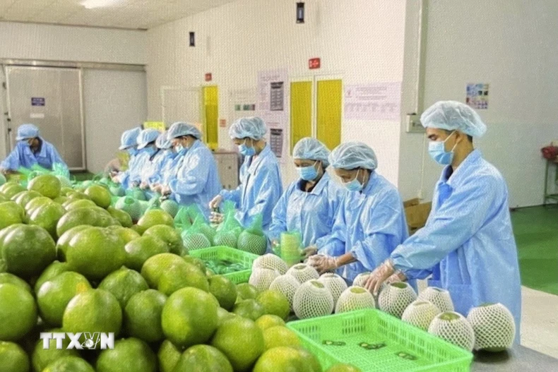 Đóng gói bưởi da xanh xuất khẩu tại Chợ Lách, Vĩnh Long. (Ảnh: Hồng Nhung/TTXVN)