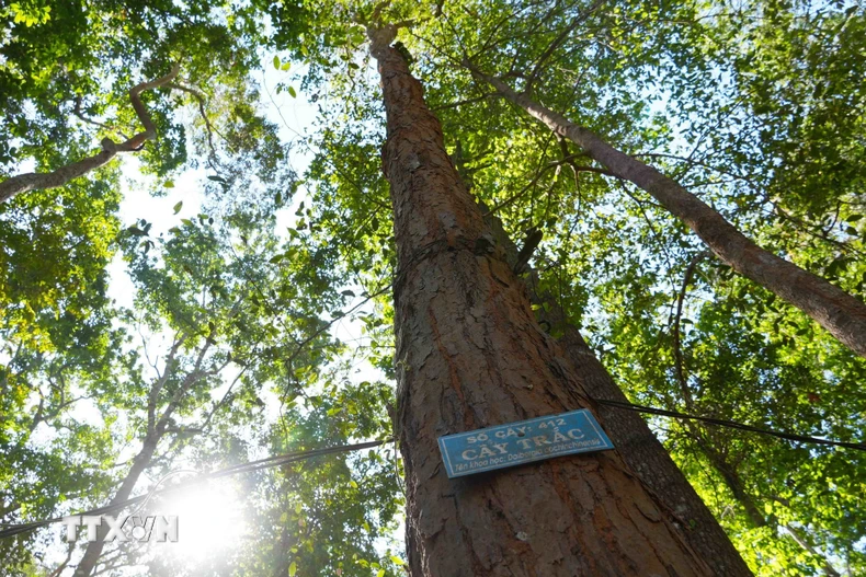 Quần thể cây trắc được bảo vệ nghiêm ngặt trong rừng đặc dụng Đăk Uy. (Ảnh: Dư Toán/TTXVN)