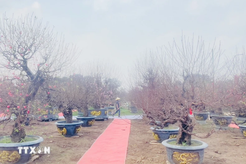 Những cây đào đang thời gian "ủ nụ, dưỡng hoa" chờ bung nở đúng Tết Bính Ngọ 2026 tại Nhà vườn Tuấn Việt - làng nghề truyền thống hoa đào Nhật Tân. (Ảnh: Tuyết Mai/TTXVN)