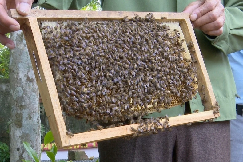 Nuôi ong. (Ảnh: Xuân Tiến/TTXVN)