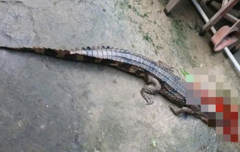 Con cá sấu do ông T. nuôi nhốt bị xổng chuồng cắn người bị thương. (Nguồn: Công an Nhân dân)